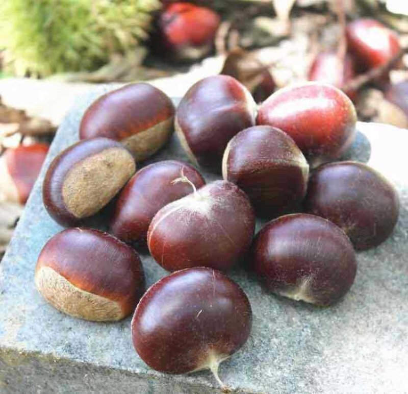 娄底农家板粟批发零售