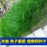 秋季多年生牧草猫尾草提摩西种子龙猫兔子爱吃的草籽草种子夏