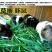 秋季多年生牧草猫尾草提摩西种子龙猫兔子爱吃的草籽草种子夏
