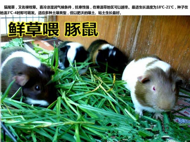 秋季多年生牧草猫尾草提摩西种子龙猫兔子爱吃的草籽草种子夏