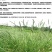 秋季多年生牧草猫尾草提摩西种子龙猫兔子爱吃的草籽草种子夏