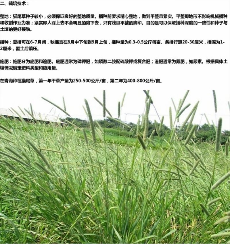 秋季多年生牧草猫尾草提摩西种子龙猫兔子爱吃的草籽草种子夏