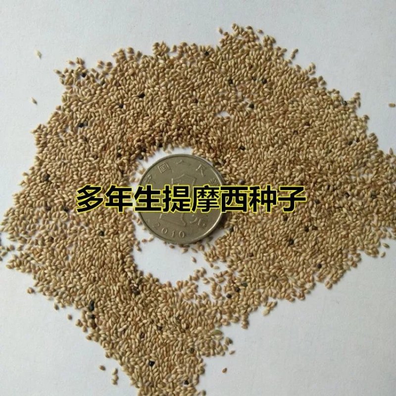 秋季多年生牧草猫尾草提摩西种子龙猫兔子爱吃的草籽草种子夏