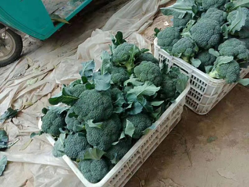 慈溪博海喜精品西兰花