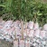 嫁接无核荔枝苗，基地直供坏苗包赔无核荔枝苗，无核荔枝树苗