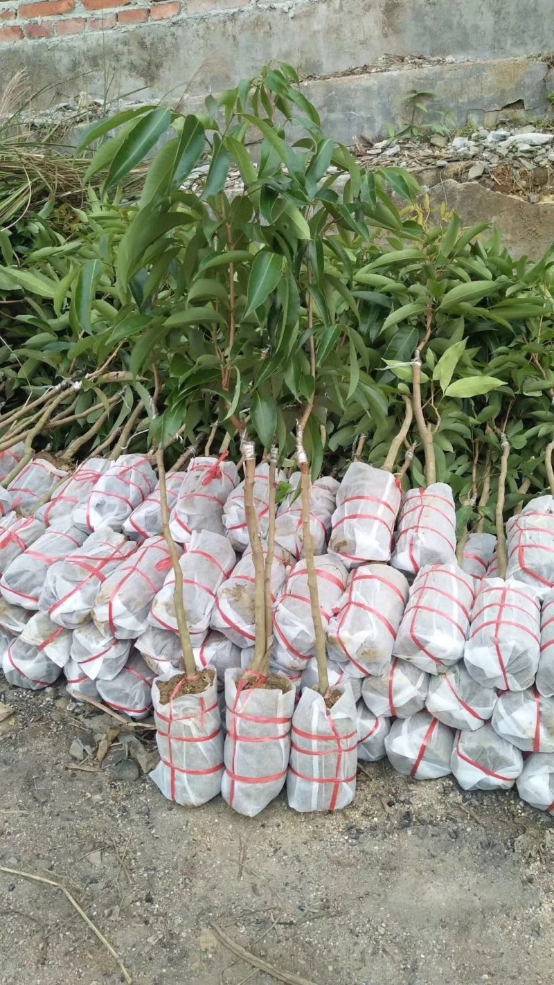 嫁接无核荔枝苗，基地直供坏苗包赔无核荔枝苗，无核荔枝树苗