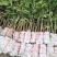 嫁接无核荔枝苗，基地直供坏苗包赔无核荔枝苗，无核荔枝树苗