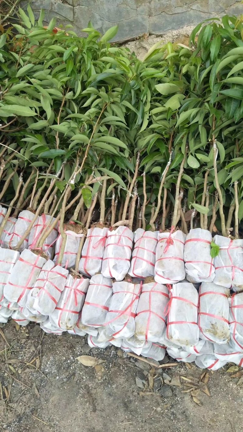 嫁接无核荔枝苗，基地直供坏苗包赔无核荔枝苗，无核荔枝树苗