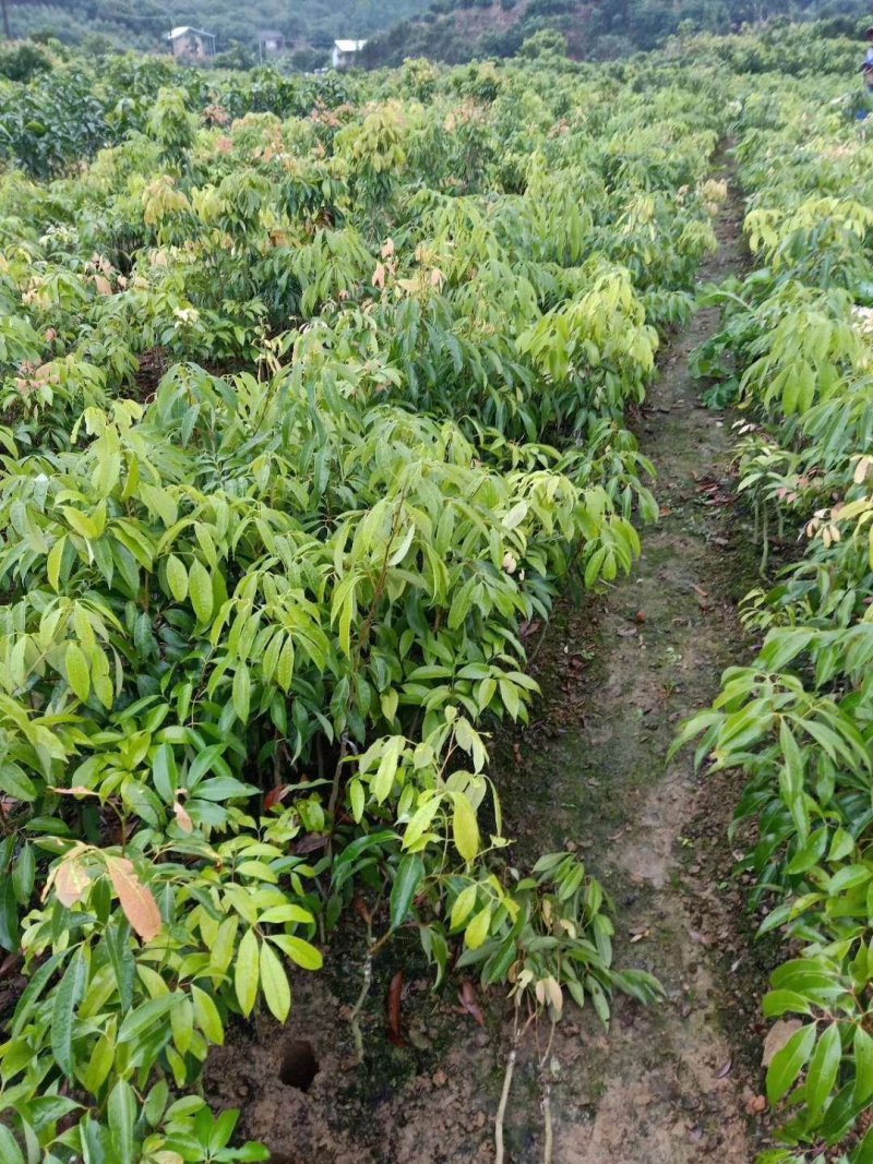 嫁接无核荔枝苗，基地直供坏苗包赔无核荔枝苗，无核荔枝树苗