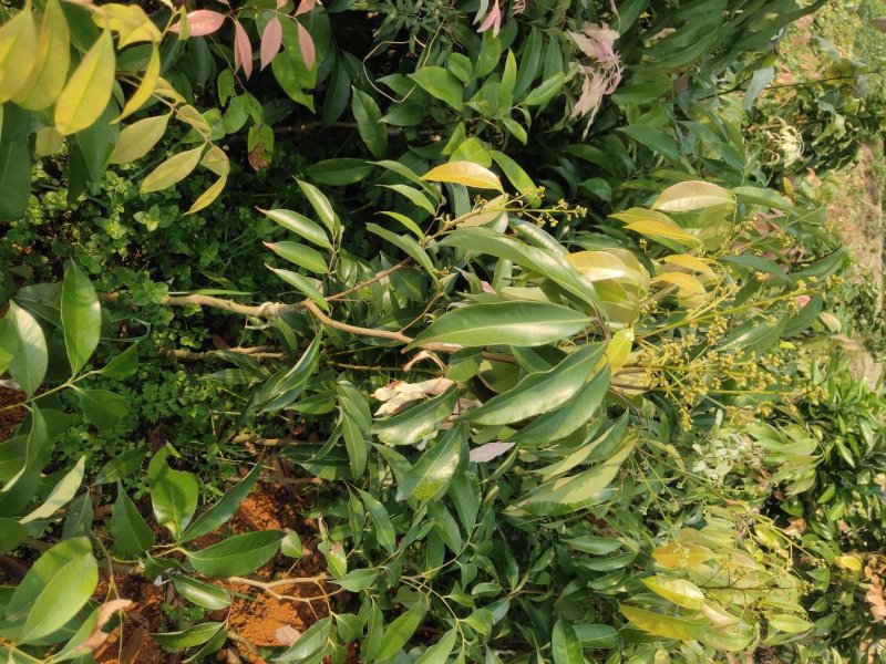 嫁接无核荔枝苗，基地直供坏苗包赔无核荔枝苗，无核荔枝树苗
