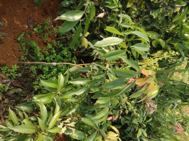 嫁接无核荔枝苗，基地直供坏苗包赔无核荔枝苗，无核荔枝树苗