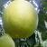 梅州沙田柚果粒饱满种植基地大量有货欢迎老板来电
