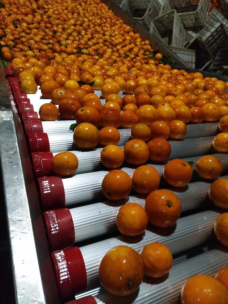 塔罗科血橙，甜味，汁多水份足，大量上市中