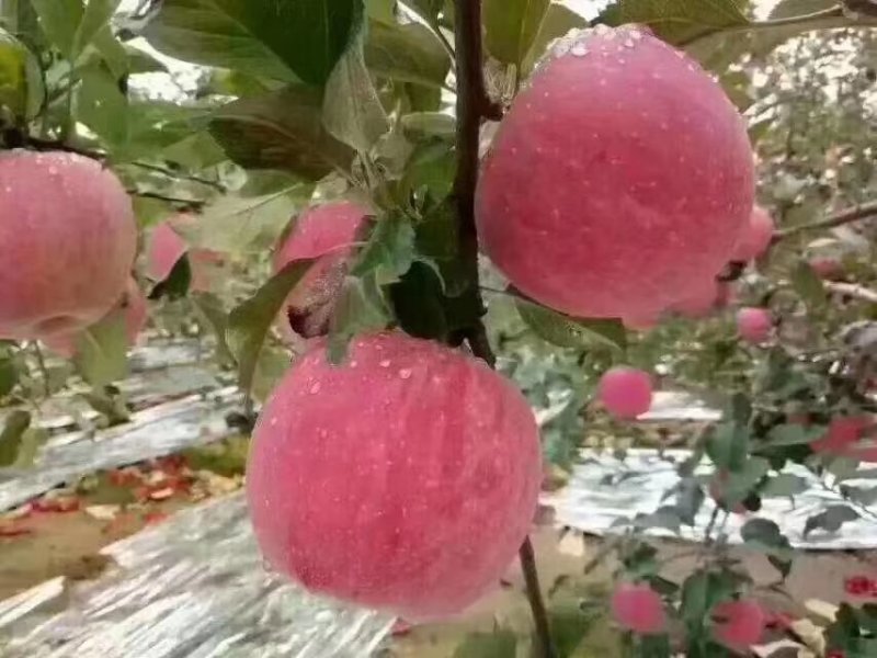 小果膜袋红富士