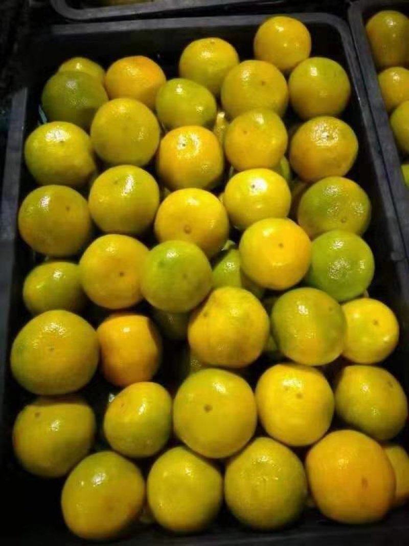 【云南特早熟蜜桔】柑桔，蜜橘，货源充足，果大味甜，