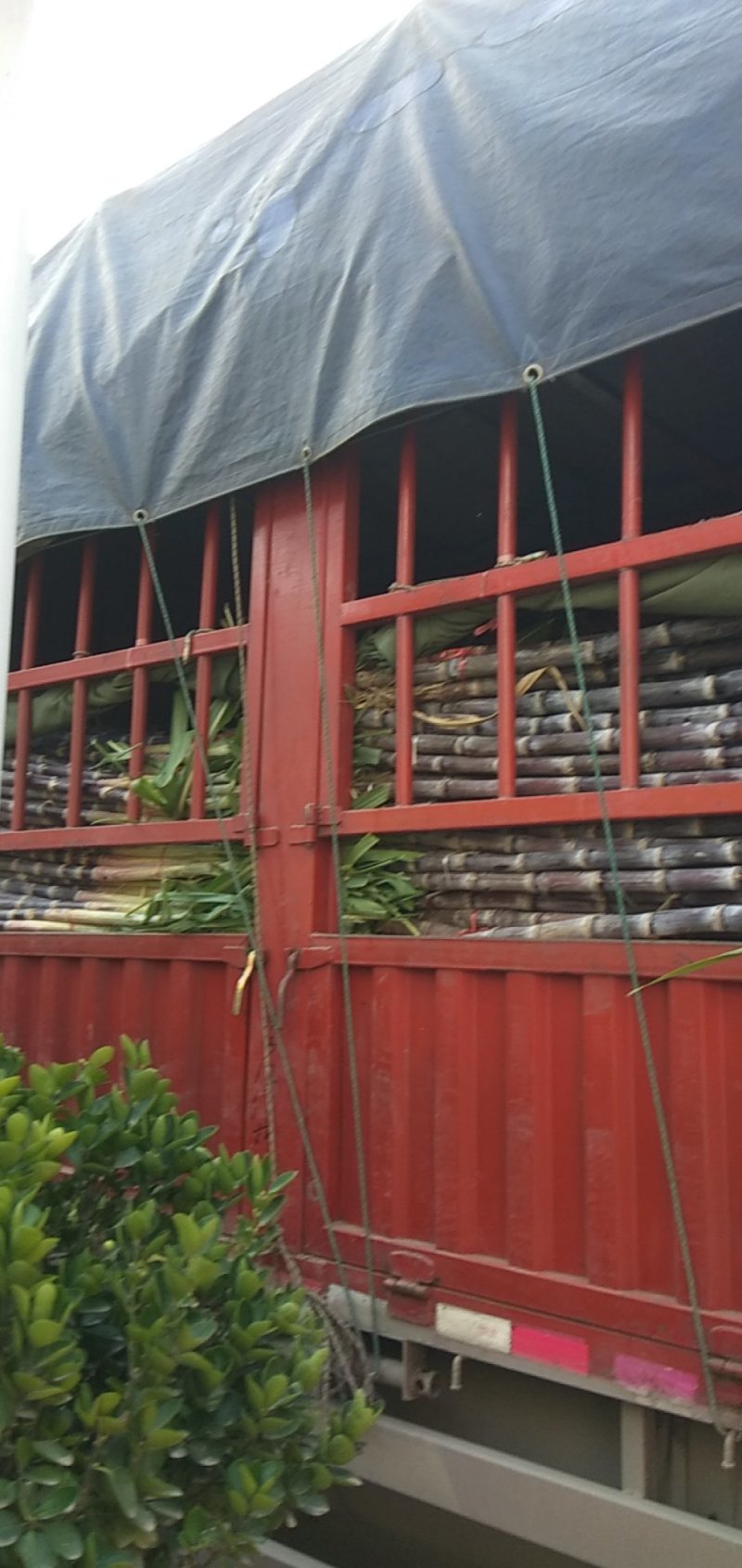 商丘黑皮甘蔗，一手货源，基地直供，汁多翠甜，价格美丽。