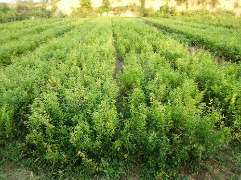 沂蒙山区优质蒙阳红石榴苗