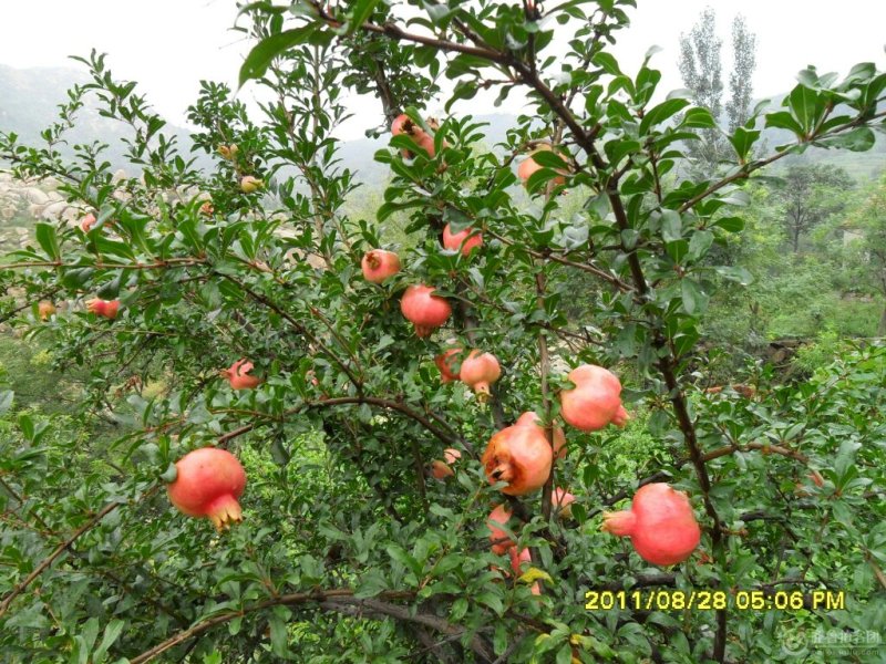沂蒙山区优质蒙阳红石榴苗