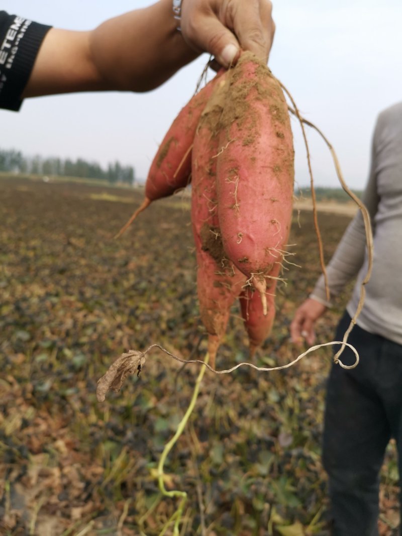 唐山烟薯25产地发货
