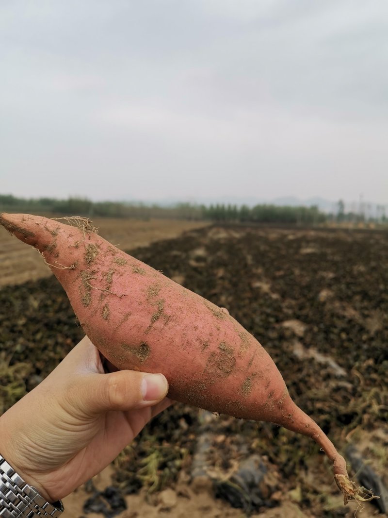 唐山烟薯25产地发货
