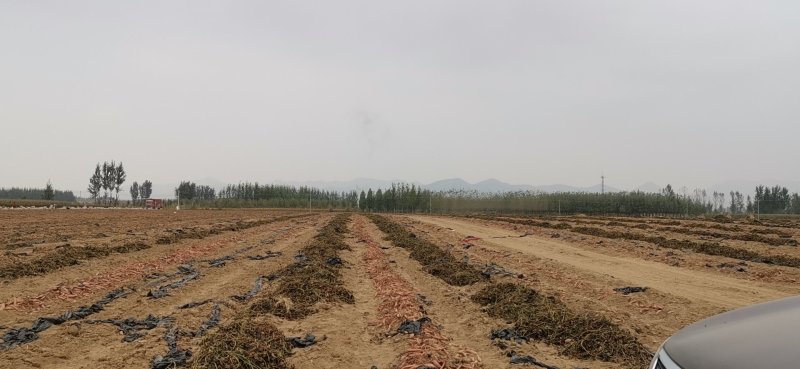 唐山烟薯25产地发货