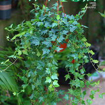 常春藤盆栽植物室内除吸去甲醛净化空气垂吊兰好养四季常青藤