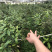 便宜处理一批金花茶，高50-1米，一万多棵
