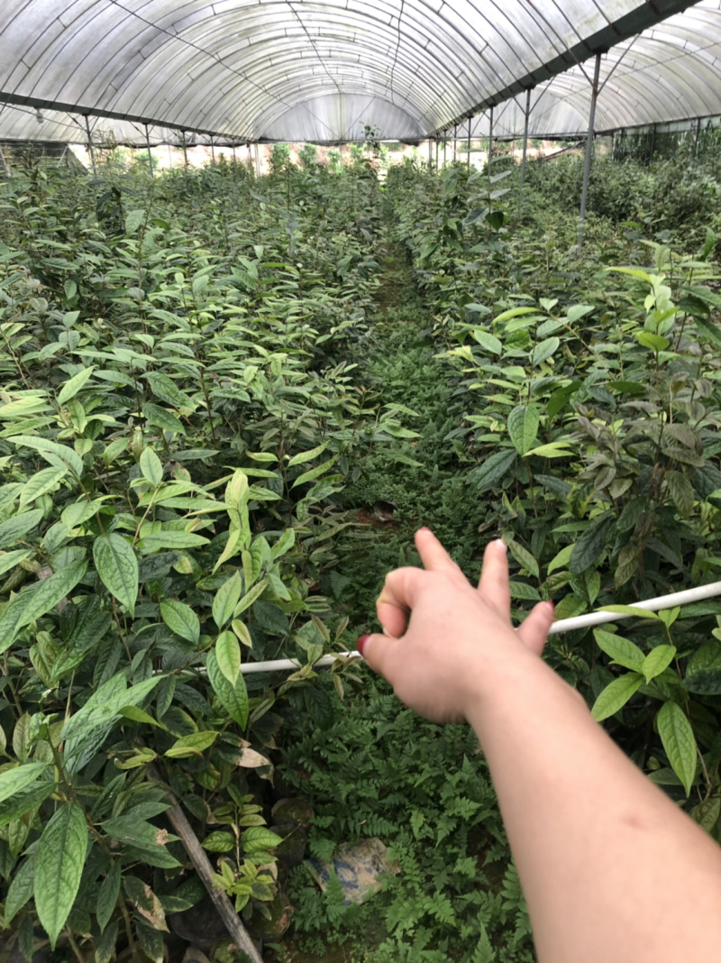 便宜处理一批金花茶，高50-1米，一万多棵