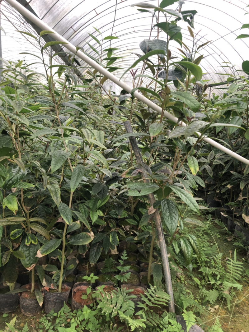 便宜处理一批金花茶，高50-1米，一万多棵