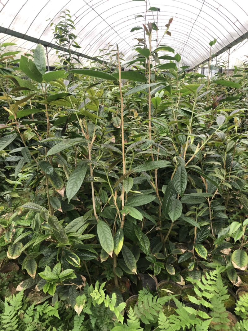 便宜处理一批金花茶，高50-1米，一万多棵
