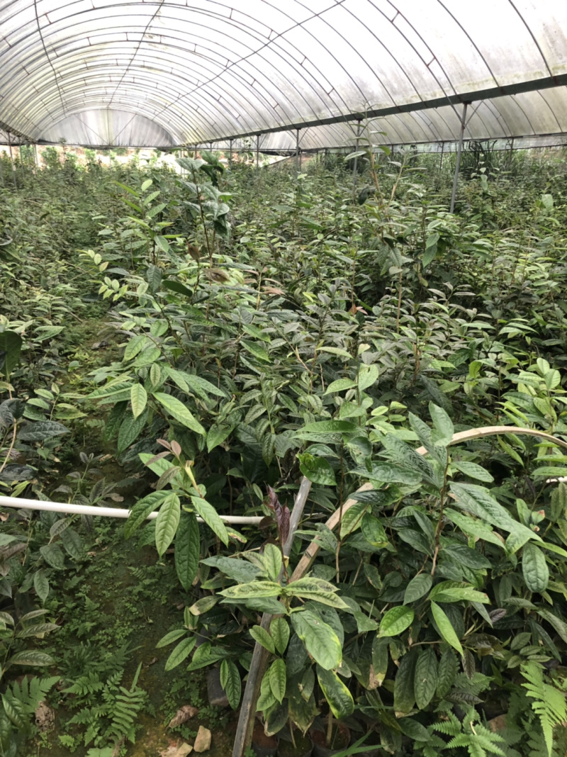 便宜处理一批金花茶，高50-1米，一万多棵