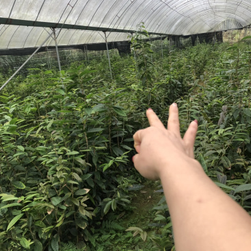 便宜处理一批金花茶，高50-1米，一万多棵