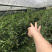 便宜处理一批金花茶，高50-1米，一万多棵