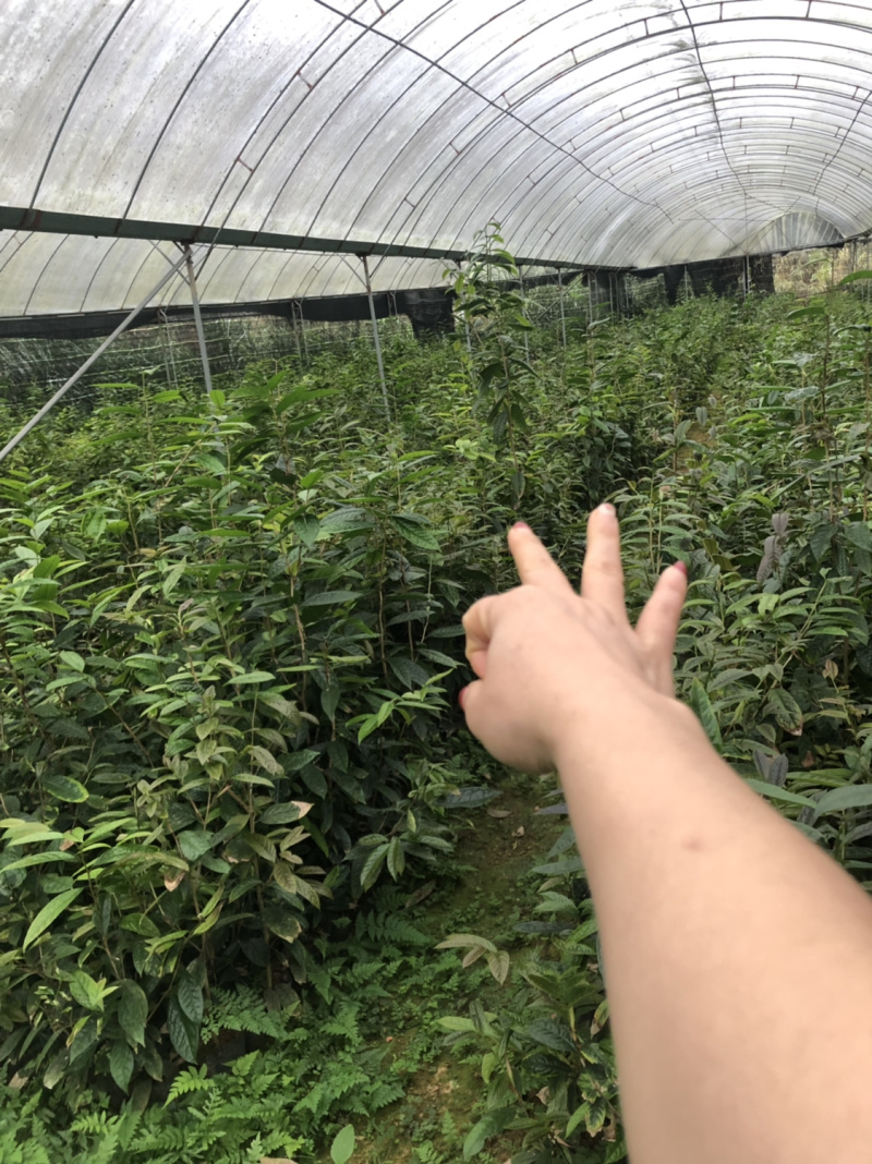 便宜处理一批金花茶，高50-1米，一万多棵