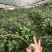 便宜处理一批金花茶，高50-1米，一万多棵