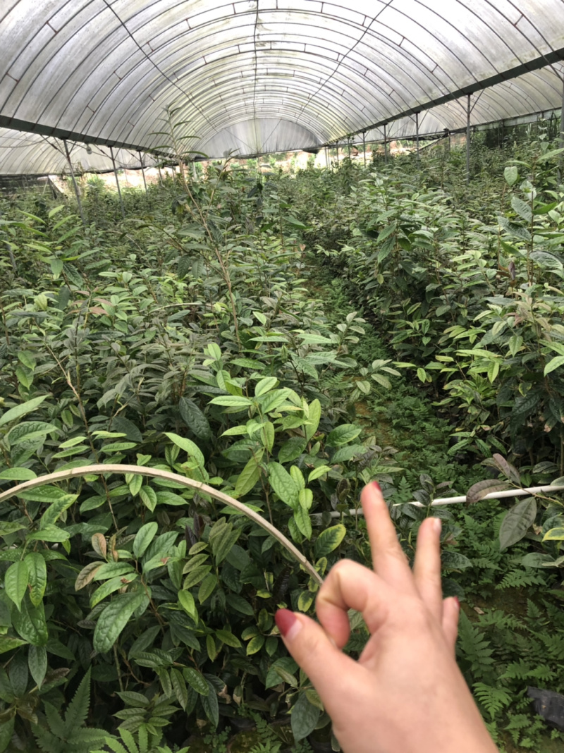 便宜处理一批金花茶，高50-1米，一万多棵