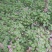 红花杂酱草地被绿化花草植物基地直销