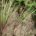 红花杂酱草地被绿化花草植物基地直销