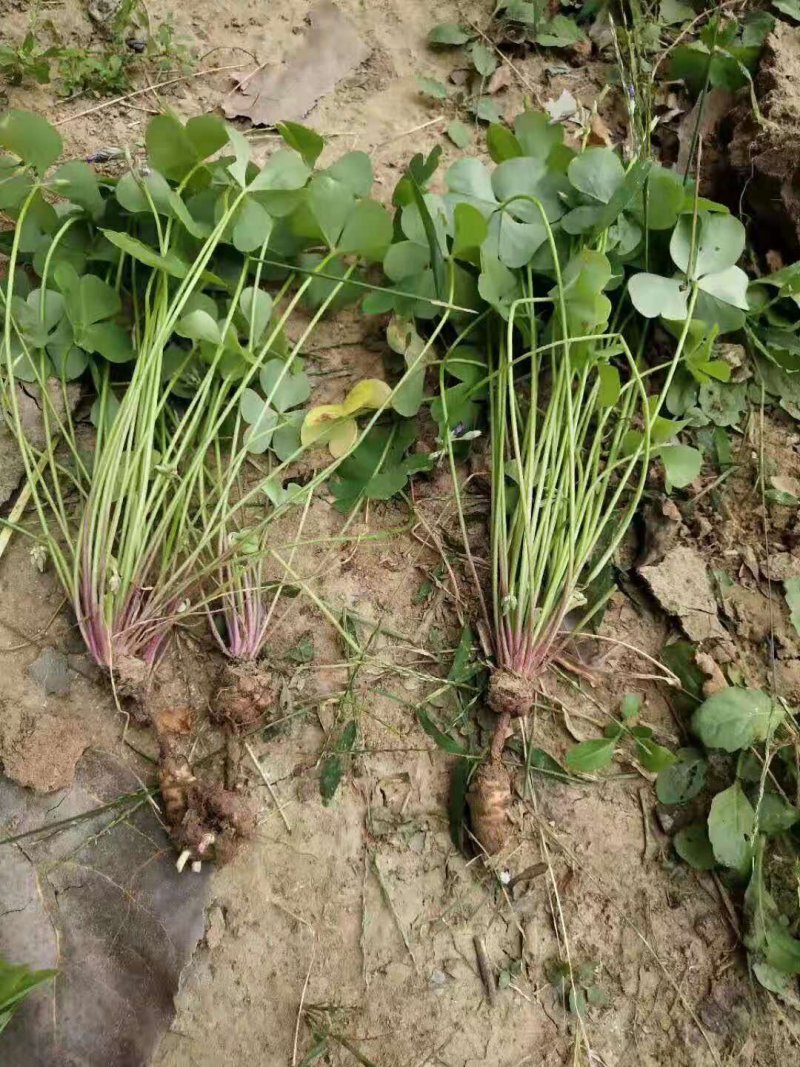 红花杂酱草地被绿化花草植物基地直销