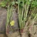 红花杂酱草地被绿化花草植物基地直销