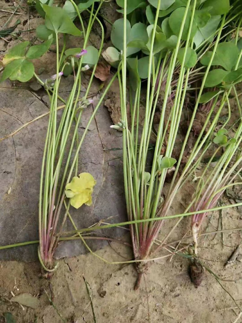 红花杂酱草地被绿化花草植物基地直销