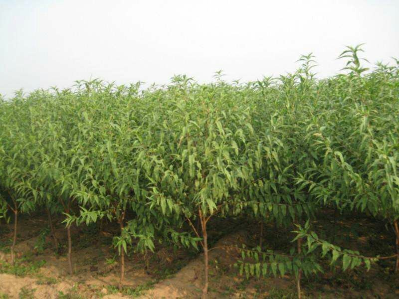 山东桃苗油桃蟠桃蜜桃甜黄金。