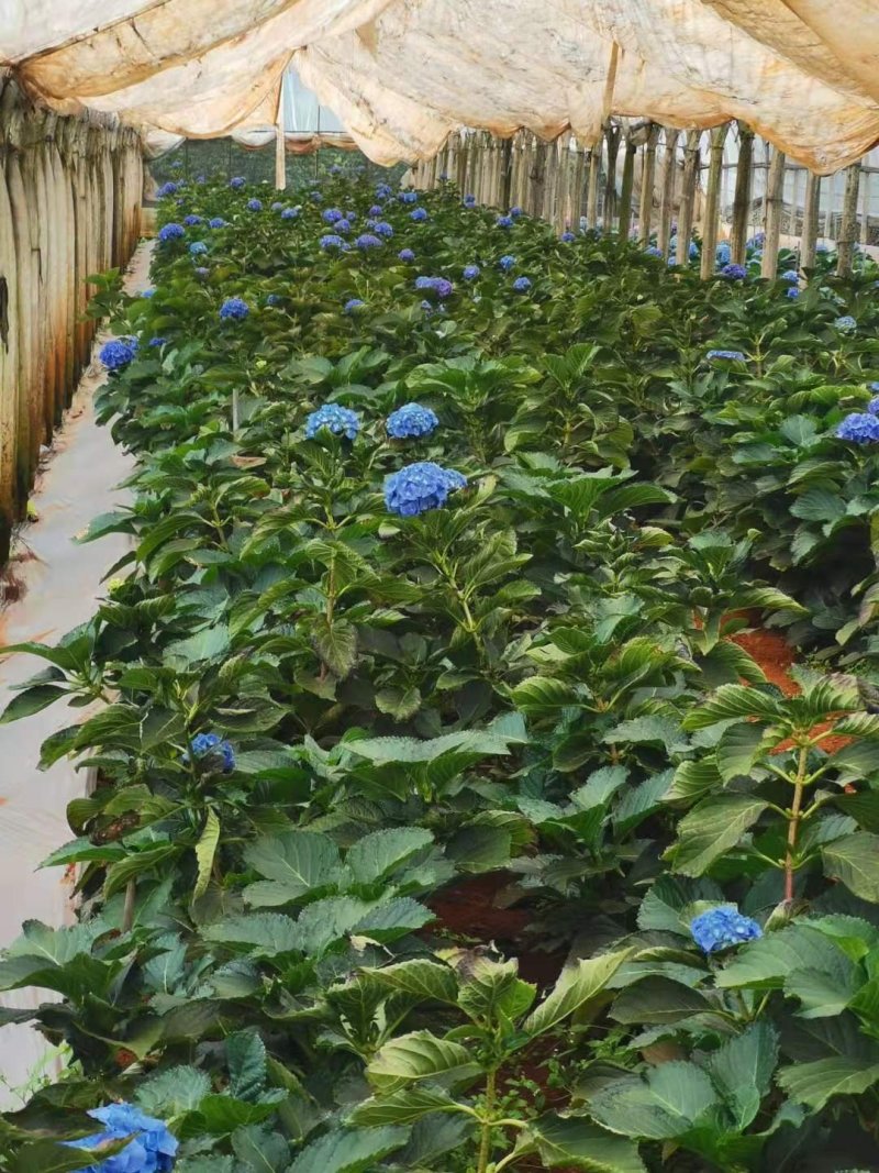 基地直销绣球苗八仙花种苗绣球大苗现挖现发