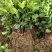 卫矛卫矛，绿化卫矛工程苗木批发价格