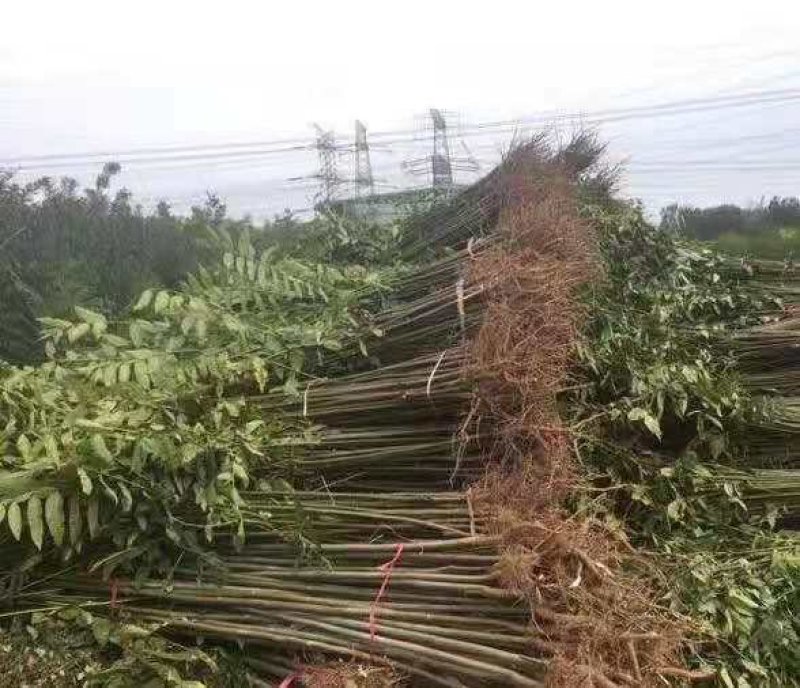 香椿苗(红油香椿苗)一手货源做大棚可指导，二至十公分的苗