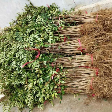 山东特产新品种花椒苗大红袍