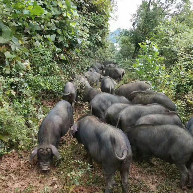 黑猪：放养两年出栏