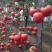 硬粉西红柿山东本地一手货源酸甜可口商超市场长期供应