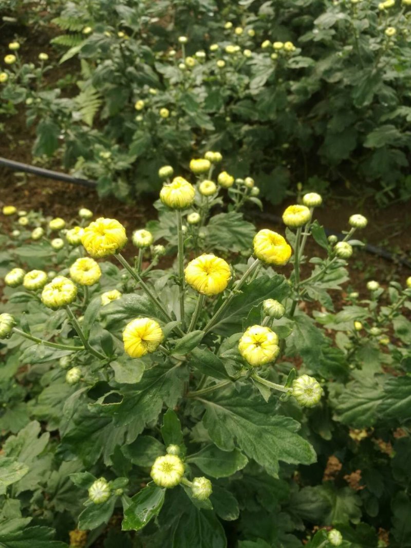 金丝皇菊，品质保证，诚信第一，物美价廉
