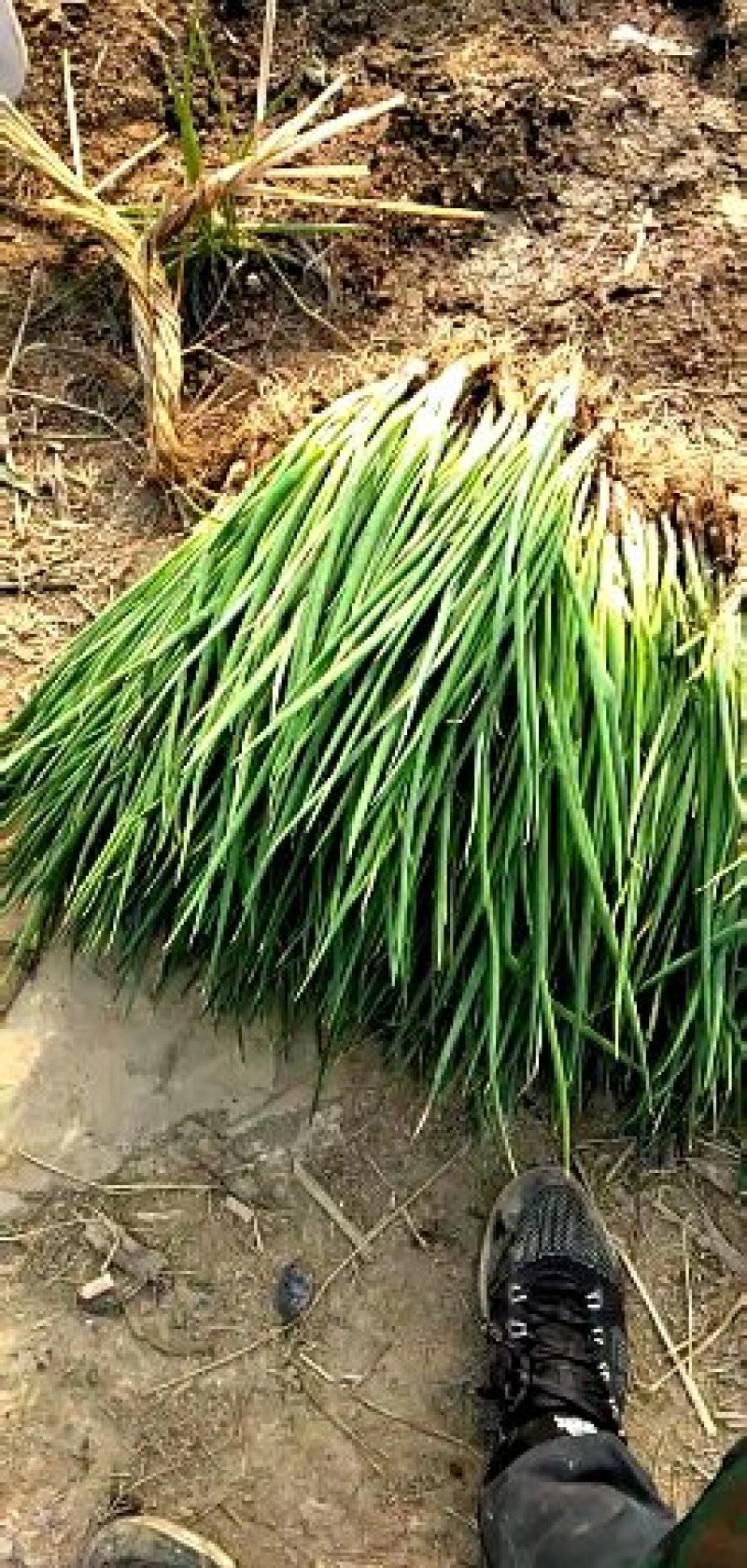 香葱小葱，基地直供，质量上等，价格便宜需要的客户联系我